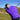 Transfusion Vibes Hoodie by Eynstyn Athletics Purple